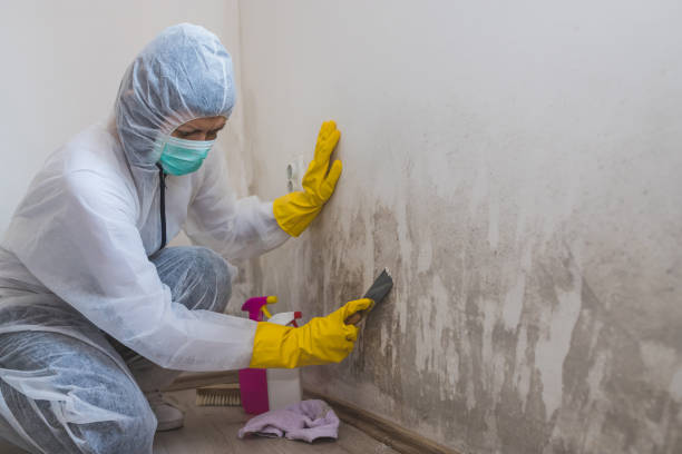 Mold Testing and Removal in New Ulm, MN