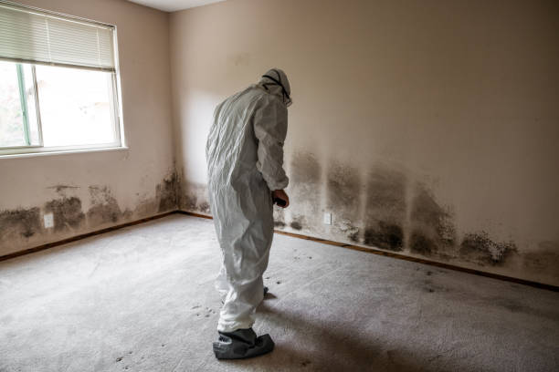 Best Certified Mold Removal  in New Ulm, MN