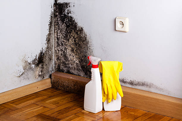 Best Residential Mold Removal  in New Ulm, MN