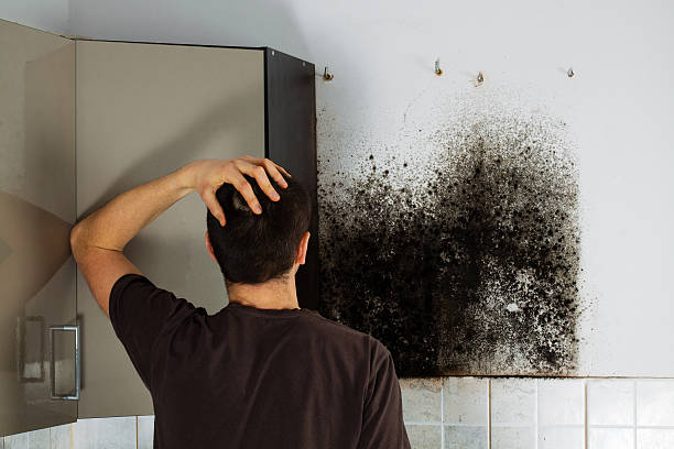 New Ulm, MN Mold Removal Company